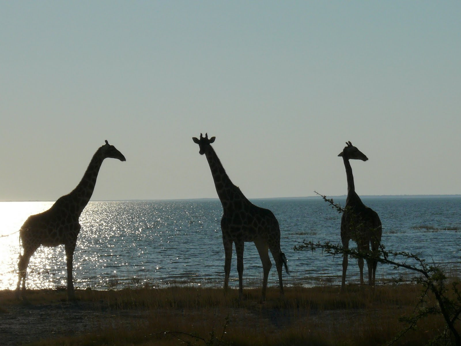 Жирафы – фотографии Намибии