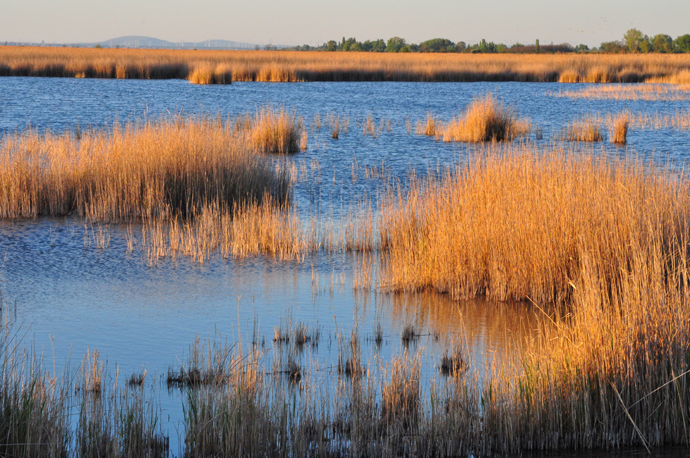 Великолепная природа национального парка Нойзидлерзе-Зевинкель – фотографии Австрии