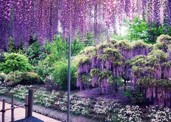 Цветочные гроздья глицинии в Саду Кавачи Фудзи в Японии – фотографии Японии