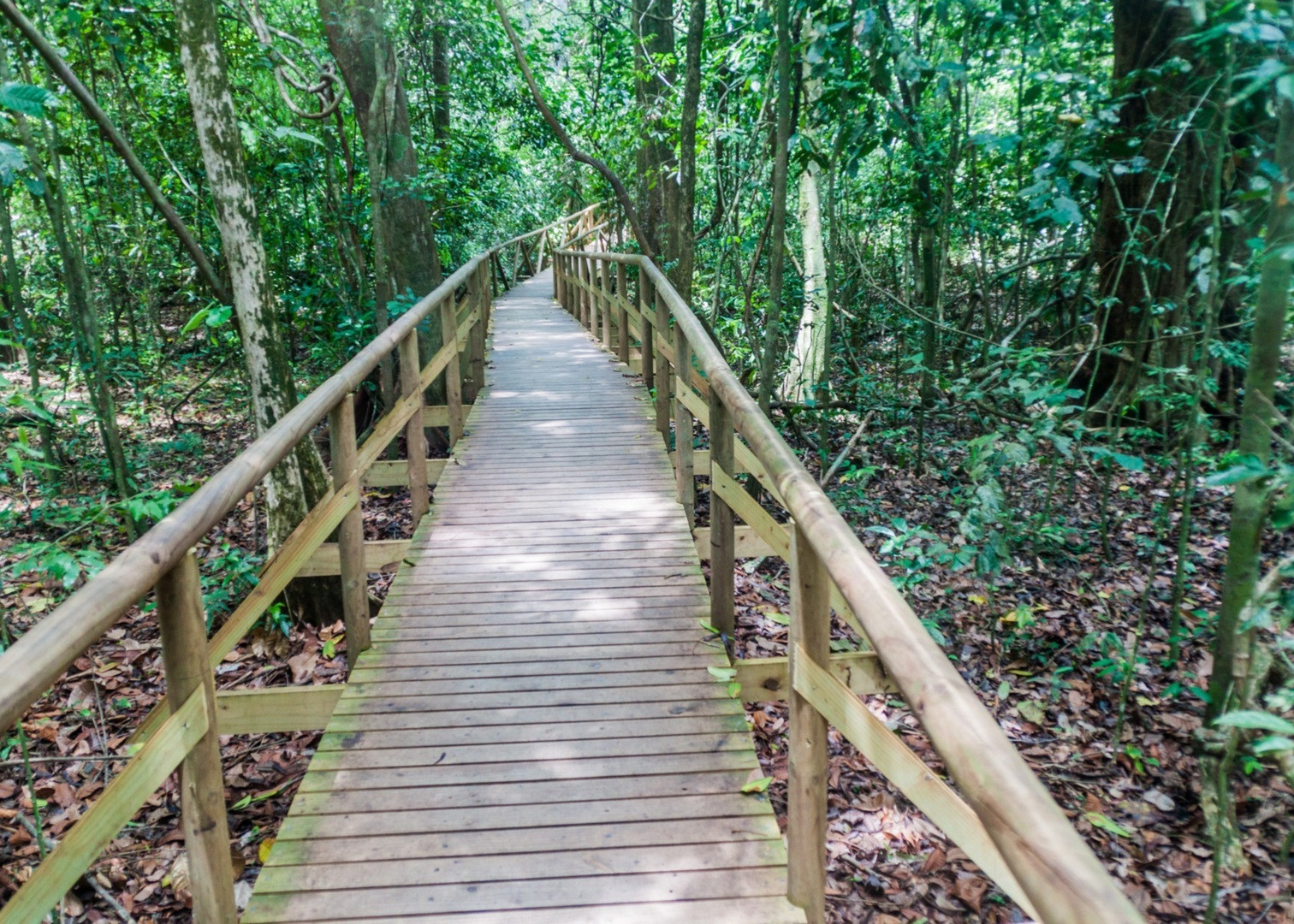 Тропа Кетцаль и национальный парк в Панаме – фотографии Панамы