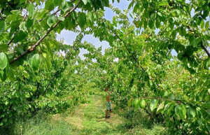 Сады – фотографии России