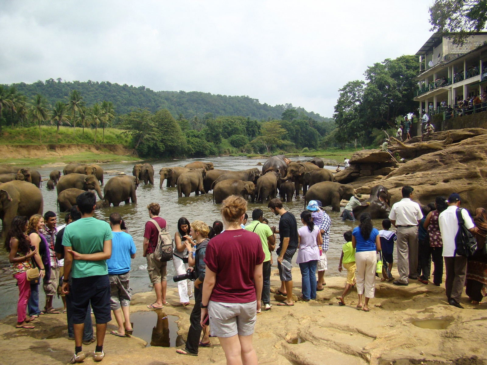 Слоновий питомник в Пиннавеле недалеко от Канди – фотографии Шри-Ланки