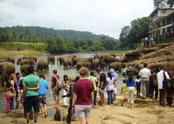 Слоновий питомник в Пиннавеле недалеко от Канди – фотографии Шри-Ланки