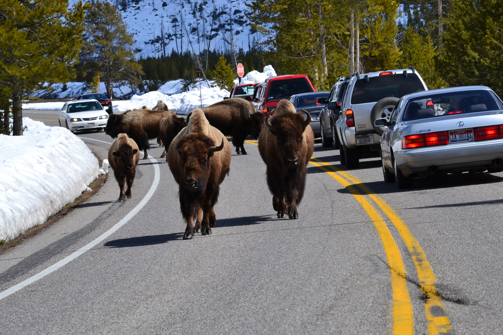 Йеллоустон. Фото 1 – фотографии США