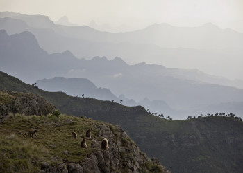 Горный национальный парк. Фото 1 – фотографии Эфиопии