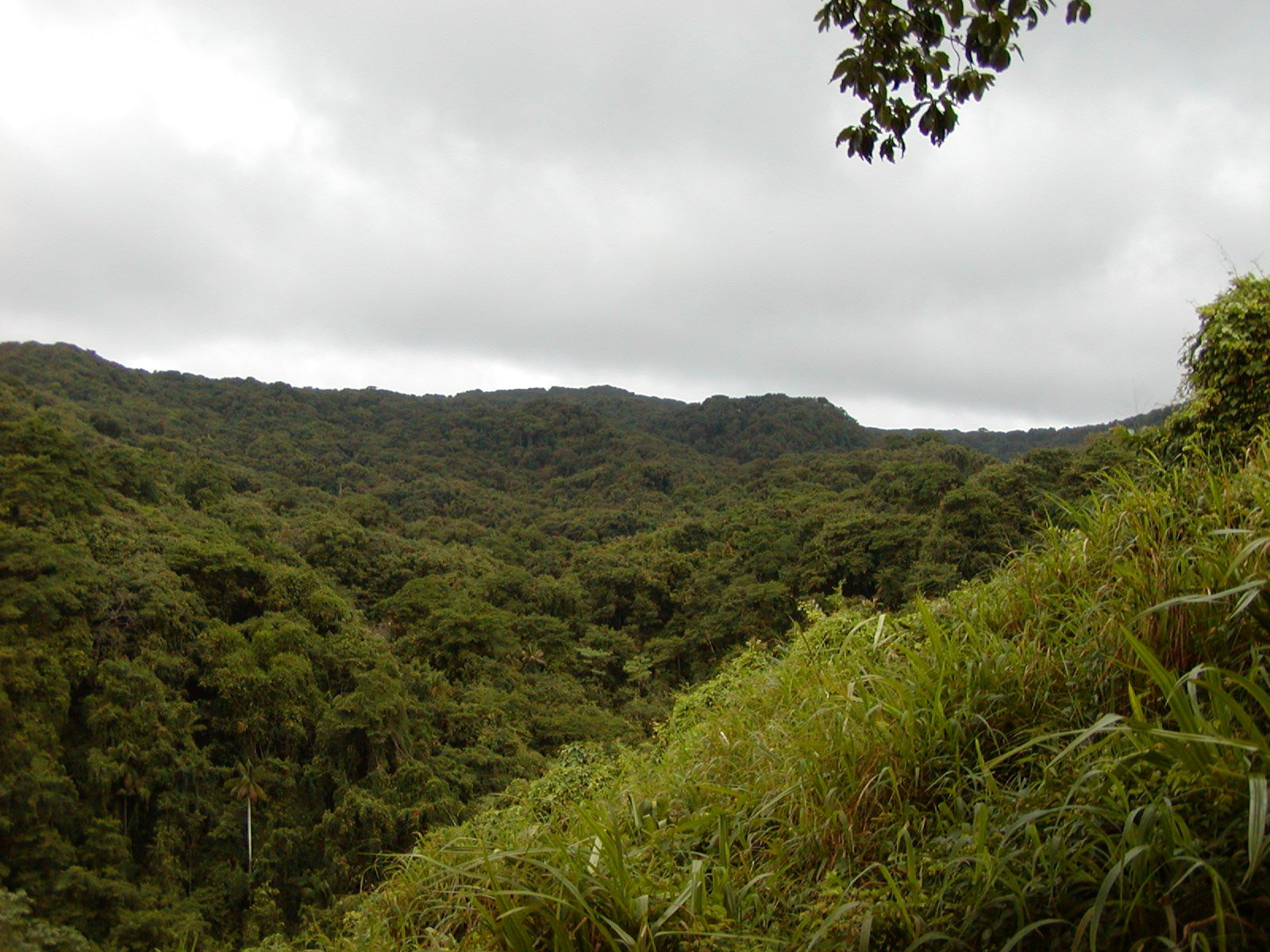 о.Кокос, Пунтаренас провинция, Коста-Рика, фото № 40881 – фотографии Коста-Рики