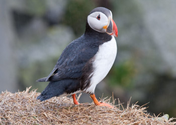 Исландия, фото № 4429 – фотографии Исландии