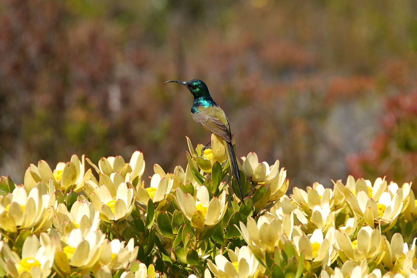 Table_mountain_bird – фотографии ЮАР