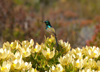Table_mountain_bird – фотографии ЮАР