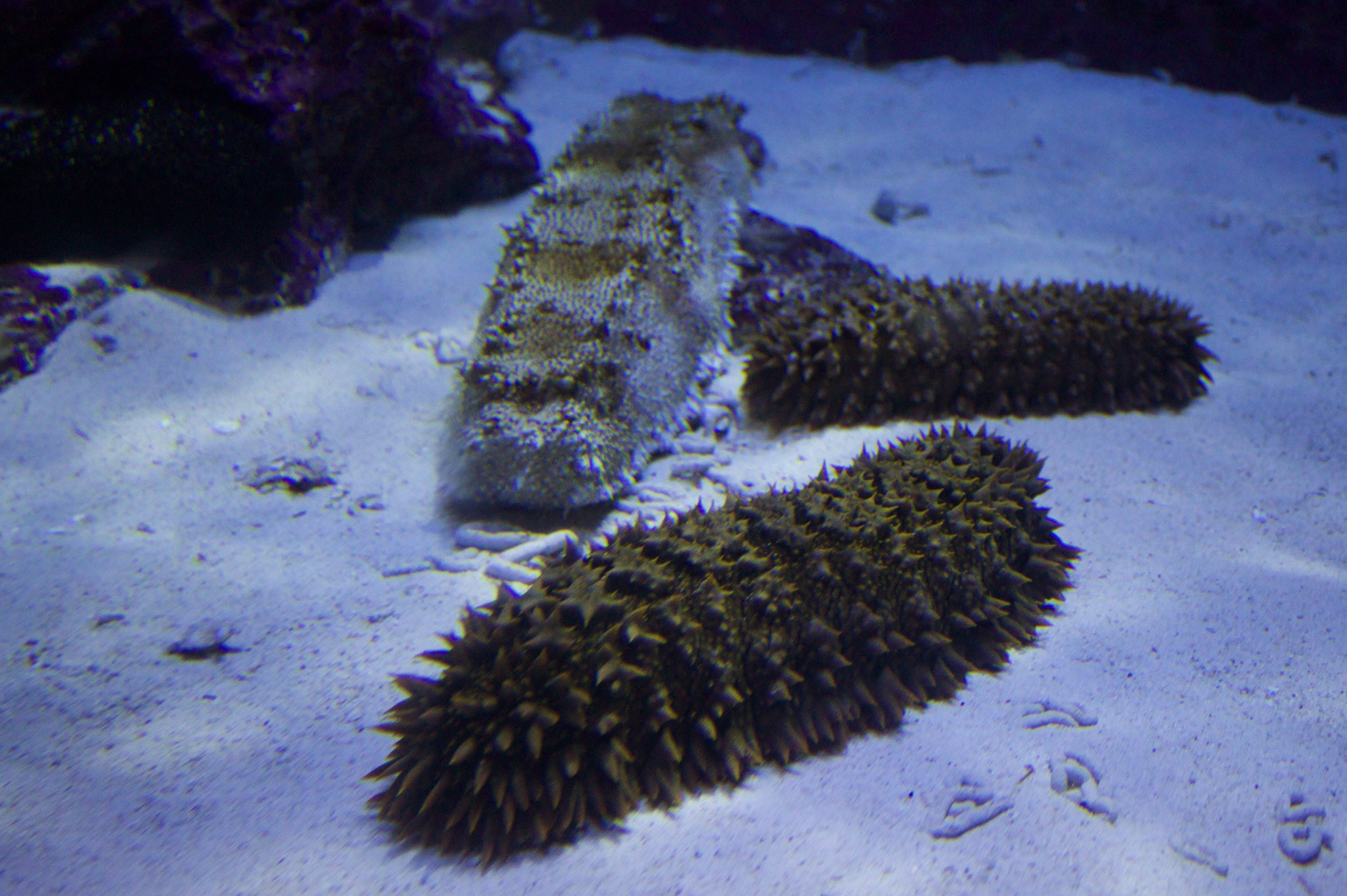 Гигантские губки в океанариуме «Окинава Тюрауми» – фотографии Японии