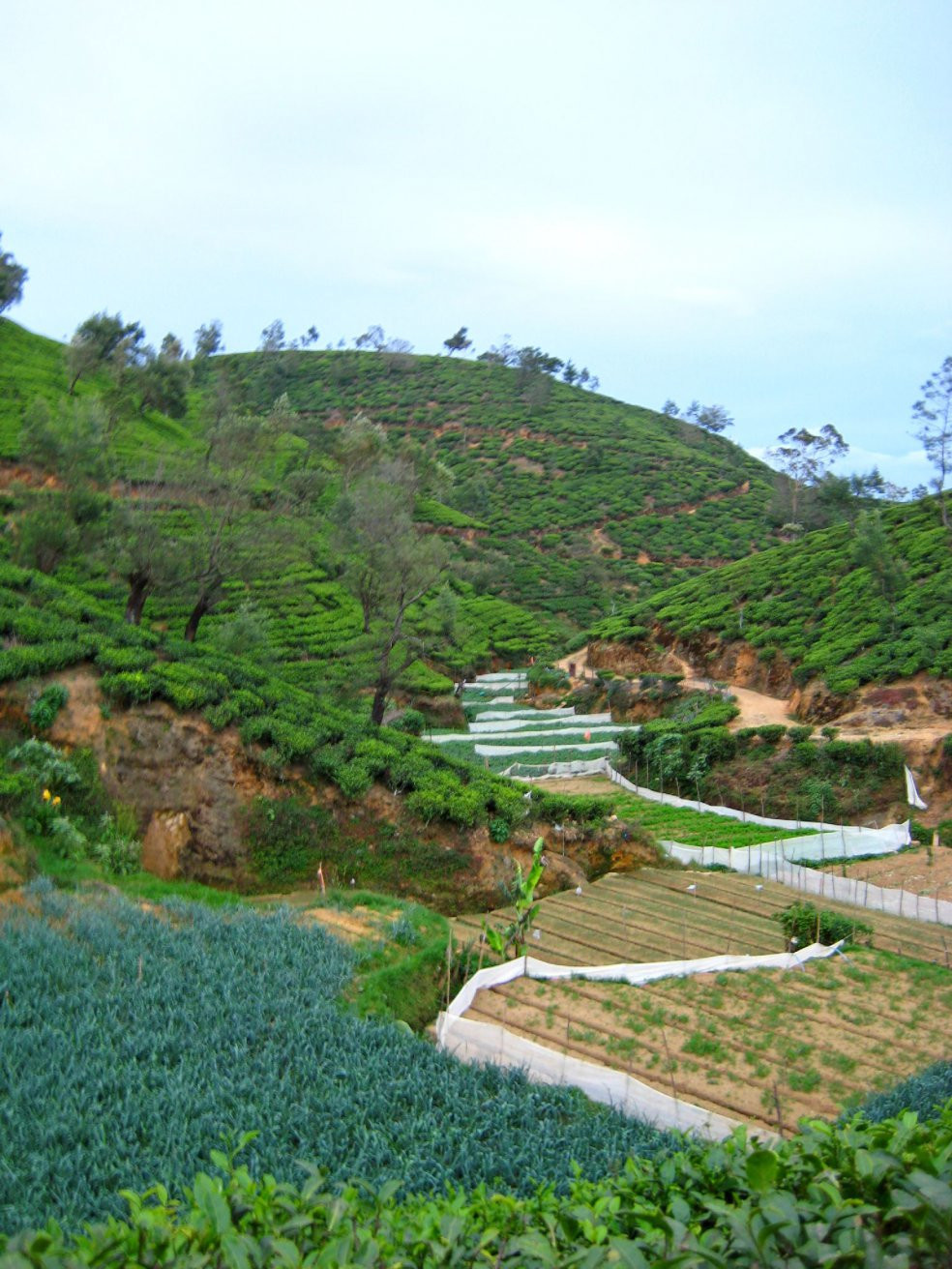 Нувара Элия, Шри-Ланка, фото № 52072 – фотографии Шри-Ланки