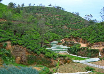 Нувара Элия, Шри-Ланка, фото № 52072 – фотографии Шри-Ланки