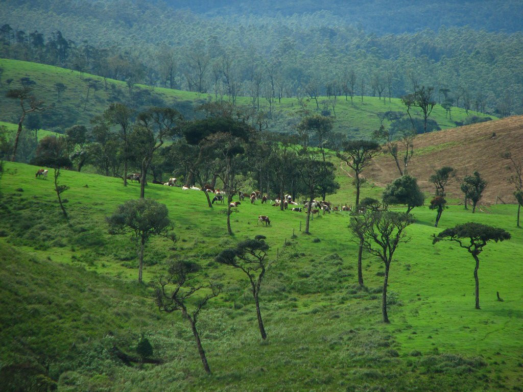 Нувара Элия, Шри-Ланка, фото № 52060 – фотографии Шри-Ланки