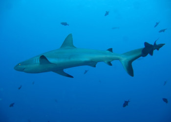 Акула в прибрежных водах Палау – фотографии Палау