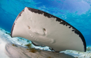 Скат в Стингрей Сити, Большой Кайман – фотографии Каймановых островов