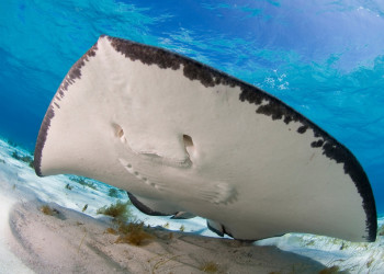 Скат в Стингрей Сити, Большой Кайман – фотографии Каймановых островов