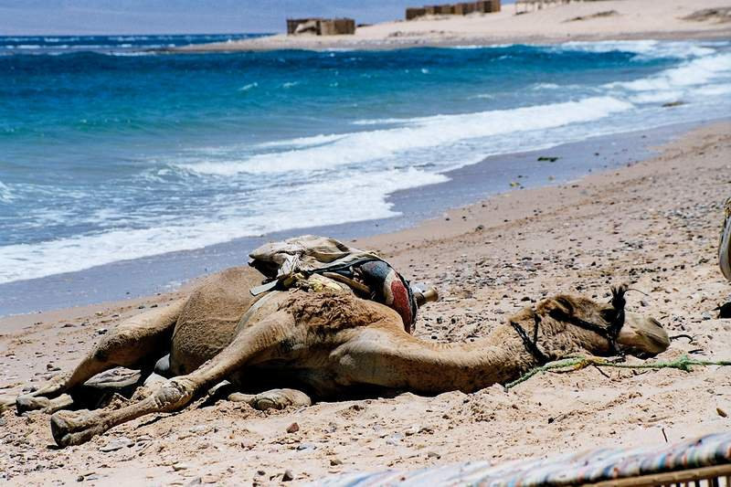 Дахаб, Египет, фото № 34947 – фотографии Египта