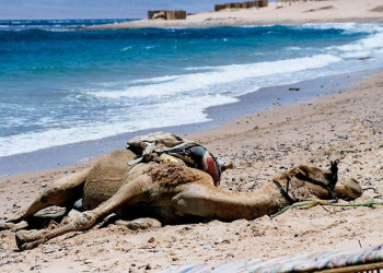 Дахаб, Египет, фото № 34947 – фотографии Египта