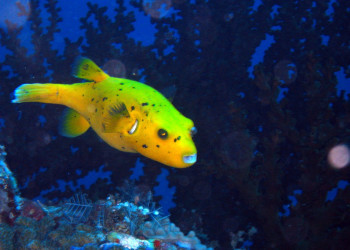 Рыба на Мальдивах. Фото 10 – фотографии Мальдивских островов