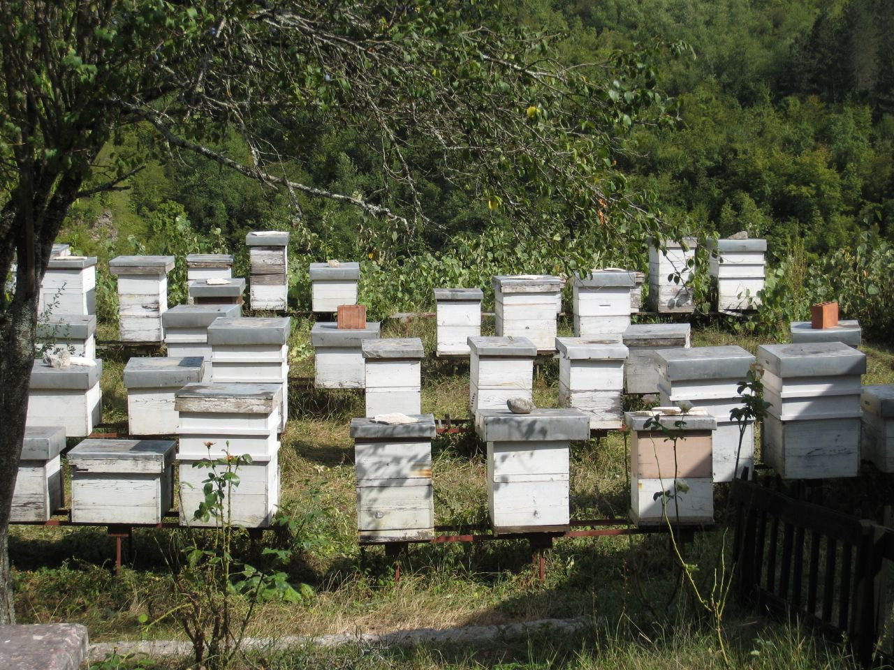 Морача река – фотографии Черногории