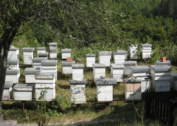 Морача река – фотографии Черногории