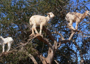 Эссувейра, Марокко, фото № 8810 – фотографии Марокко