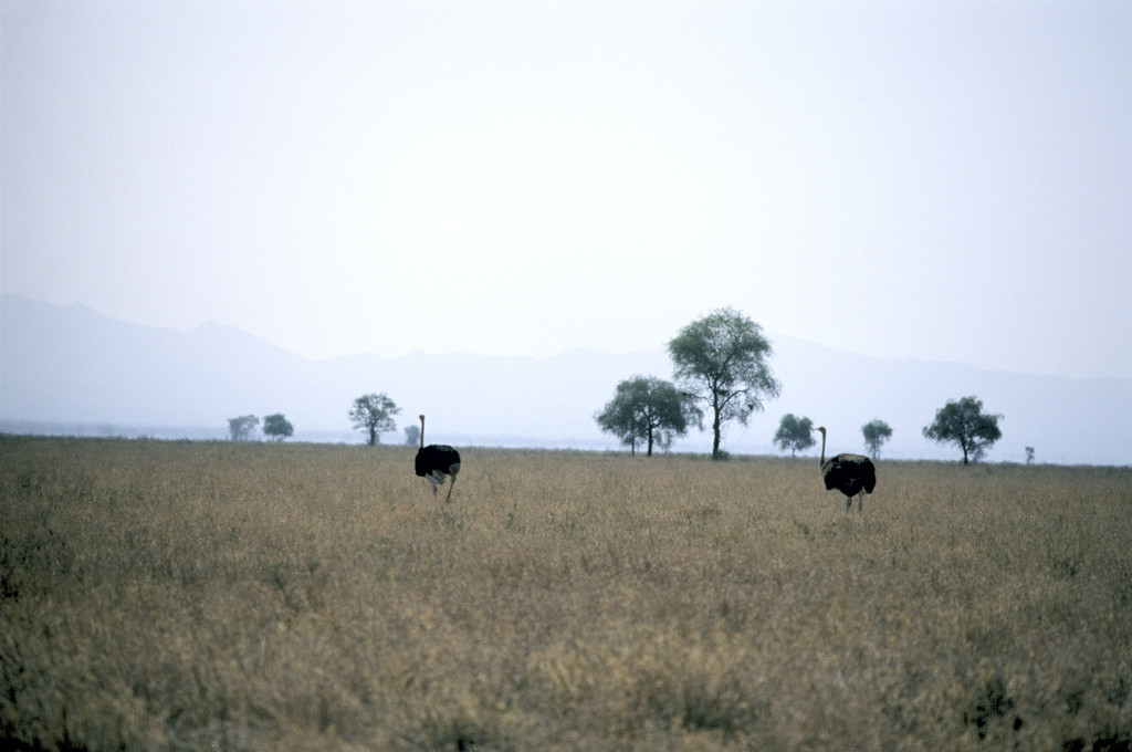 Национальный парк Омо, Эфиопия. Фото 4 – фотографии Эфиопии