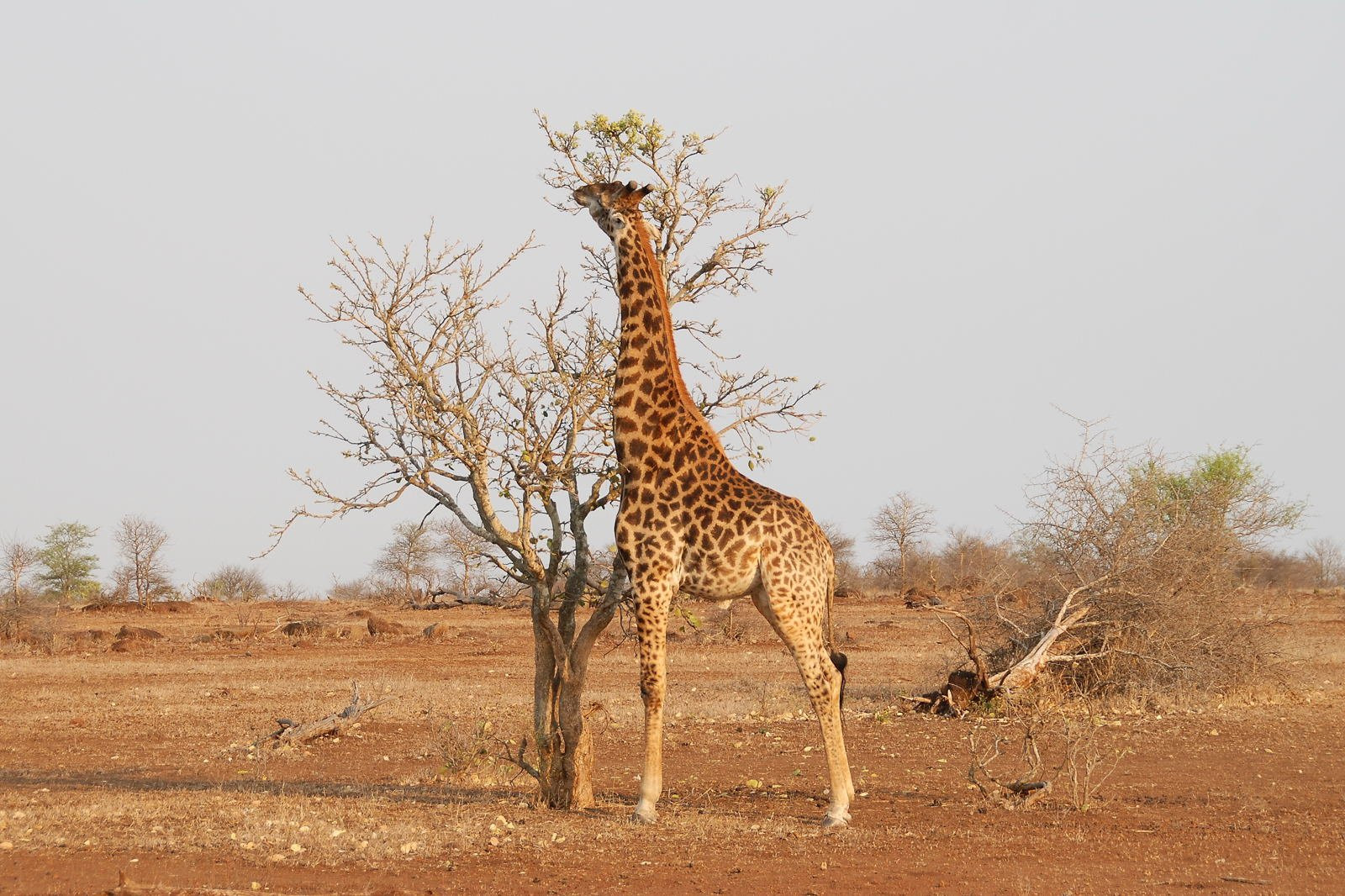 Kruger_giraffe – фотографии ЮАР