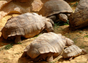 Детеныши черепахи  Альдабра – фотографии Сейшельских островов