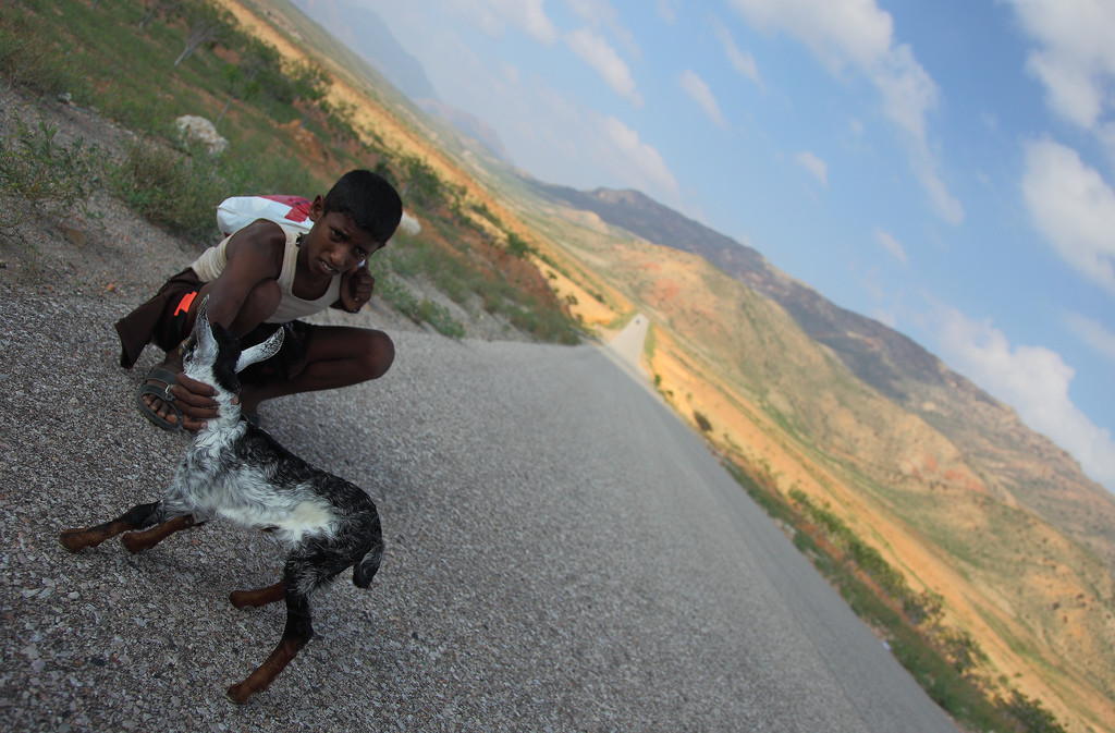 Сокотра (Socotra), Йемен. Фото 4 – фотографии Йемена