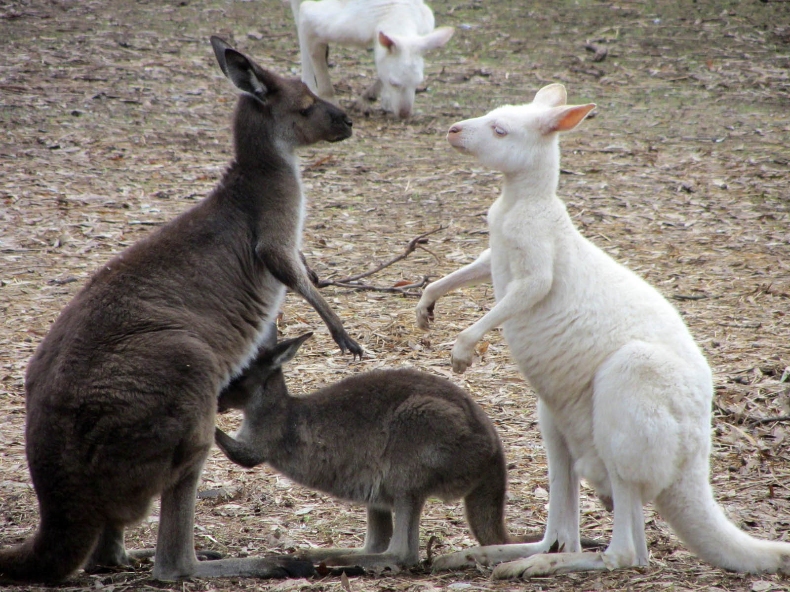 Кенгуру в Австралии – фотографии Австралии