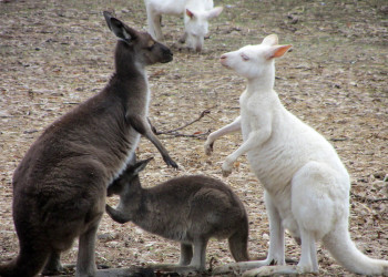 Кенгуру в Австралии – фотографии Австралии