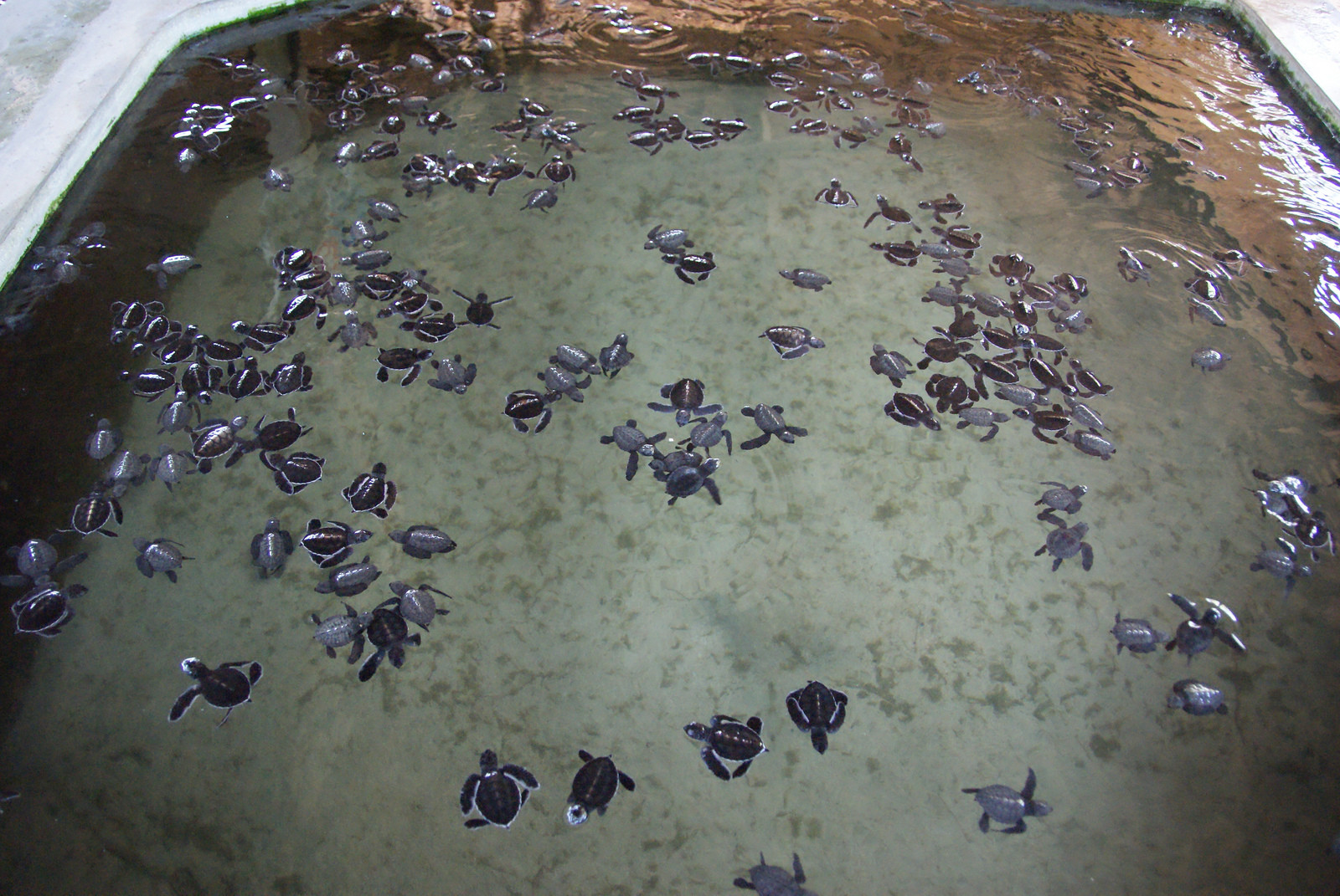 Черепашья ферма в Косгоде, Шри-Ланка – фотографии Шри-Ланки