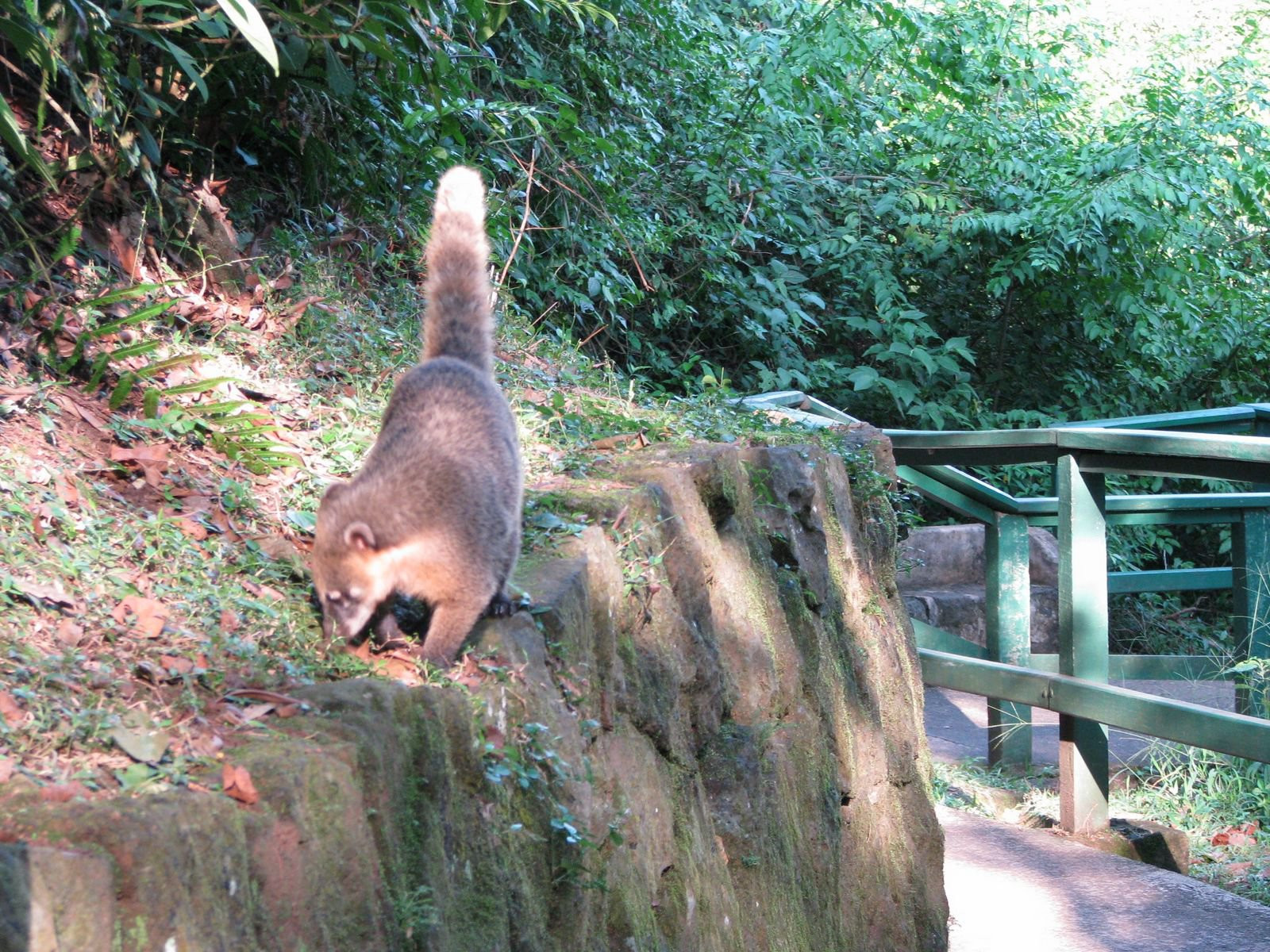 Игуасу водопады, Бразилия, фото № 59122 – фотографии Бразилии