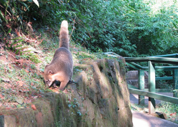 Игуасу водопады, Бразилия, фото № 59122 – фотографии Бразилии