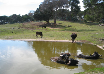 Животные в Фрежюсе, Франция – фотографии Франции