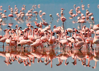 Разнообразие фауны в парке Серенгети (Serengeti National Park) в Танзании – фотографии Танзании