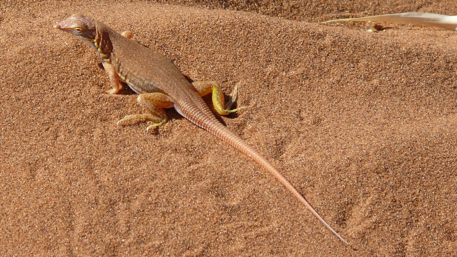Ящерица – фотографии Намибии