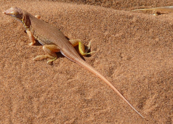 Ящерица – фотографии Намибии