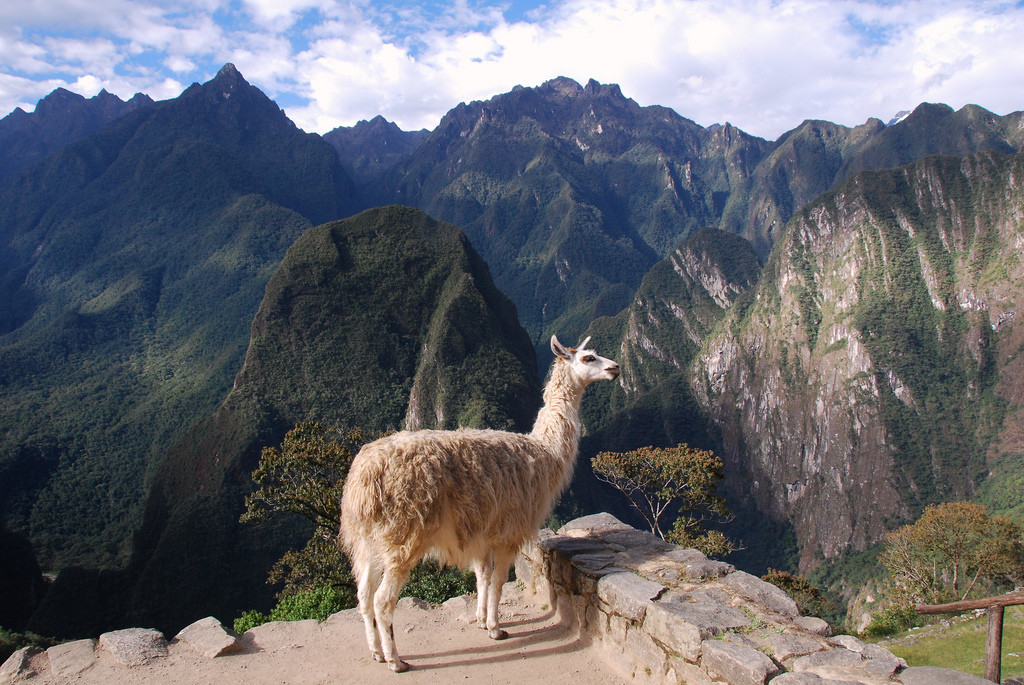 Питомец Мачу-Пикчу – фотографии Перу