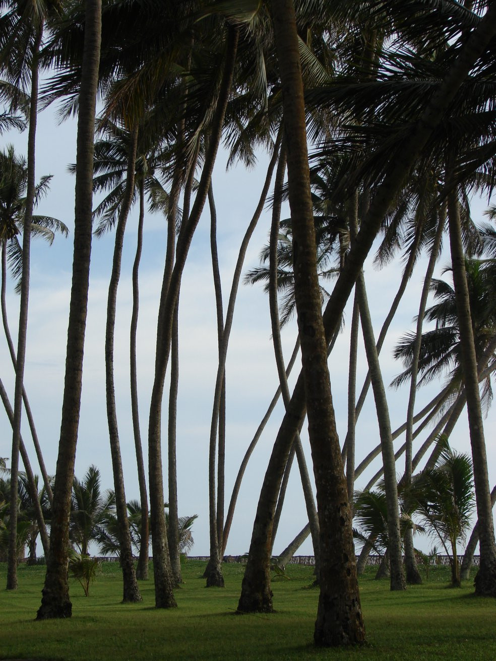 Ваддува, Шри-Ланка, фото № 50773 – фотографии Шри-Ланки