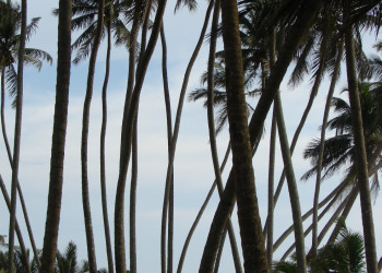 Ваддува, Шри-Ланка, фото № 50773 – фотографии Шри-Ланки