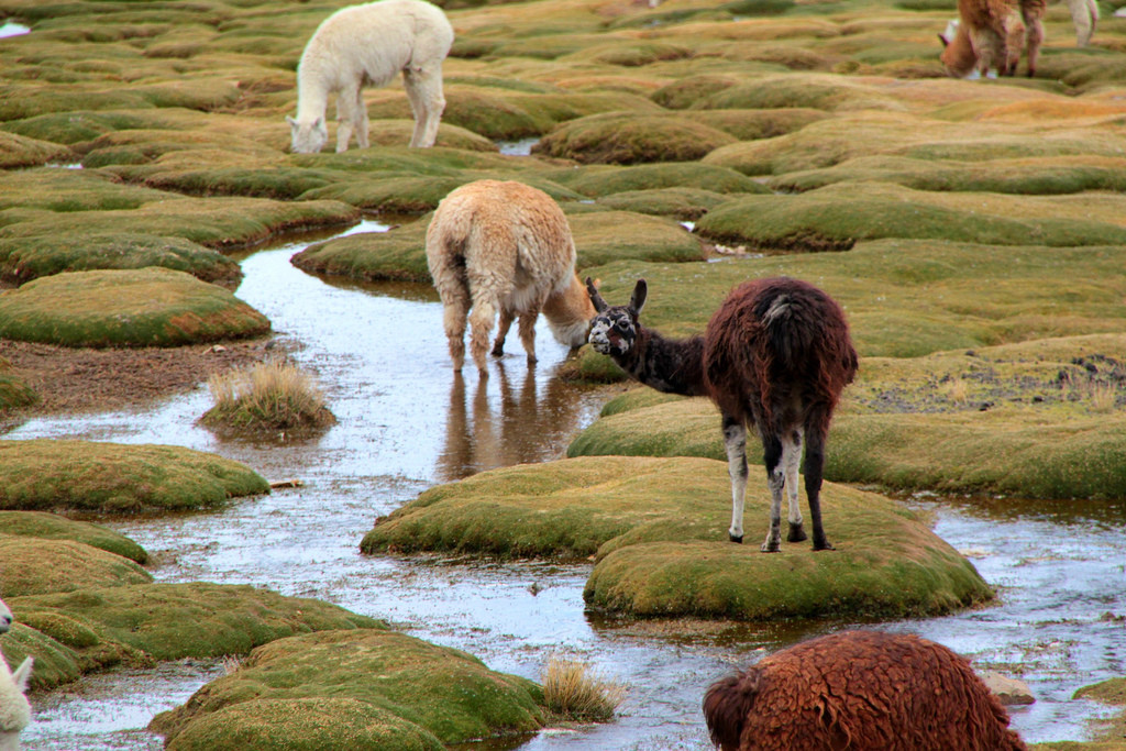 Животные на водопое в заповеднике Салинас и Агуада-Бланка, Перу – фотографии Перу