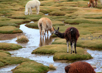 Животные на водопое в заповеднике Салинас и Агуада-Бланка, Перу – фотографии Перу