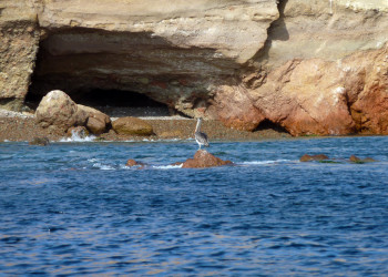 Заповедник Паракас – фотографии Перу