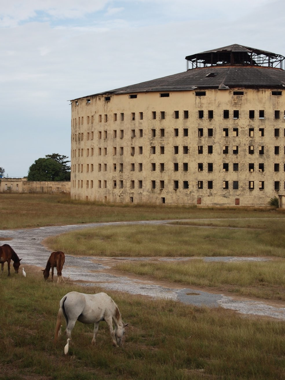 Животные в Хувентуде, Куба – фотографии Кубы