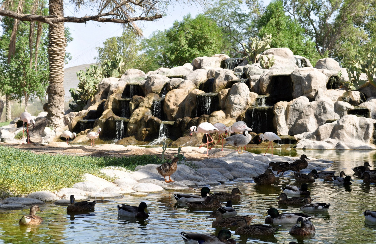 Аль-Арин (Al Areen) – небольшой парк дикой природы в Бахрейне – фотографии Бахрейна