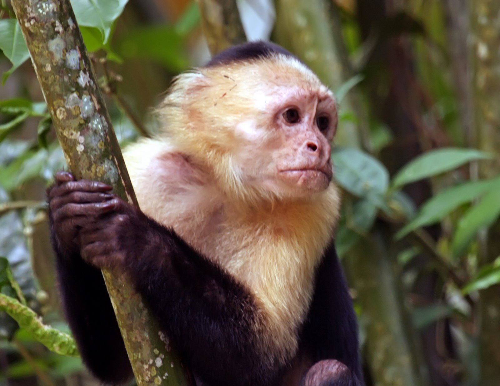 Тортугеро Национальный парк, Лимон провинция, Коста-Рика, фото № 40319 – фотографии Коста-Рики