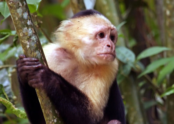 Тортугеро Национальный парк, Лимон провинция, Коста-Рика, фото № 40319 – фотографии Коста-Рики