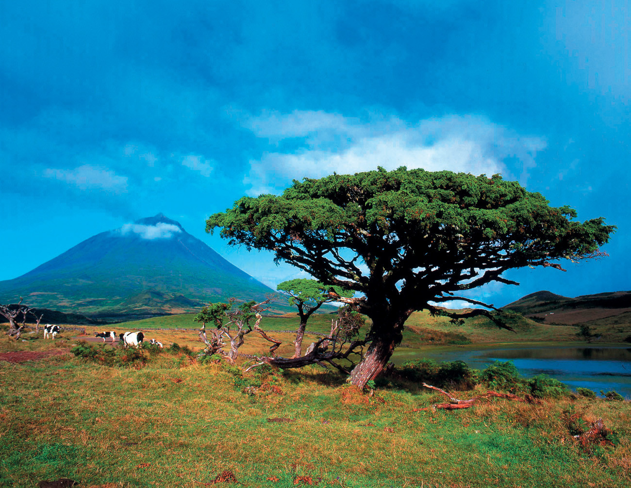 Пейзажи Азорских островов – фотографии Португалии